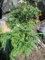 Conioselinum gmelinii