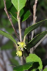 Scolopia oreophila