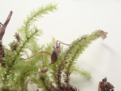 Chionea alpina