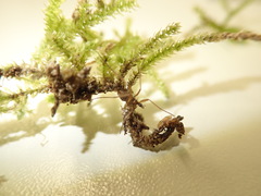 Chionea alpina
