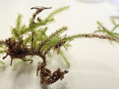 Chionea alpina