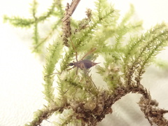 Chionea alpina
