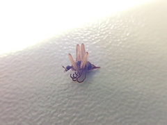 Chionea alpina