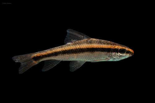 Sharpfin Chubsucker