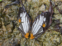 Cyrestis maenalis