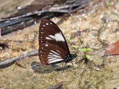 Papilio paradoxa aenigma