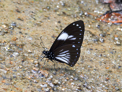 Papilio paradoxa aenigma