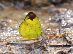 Eurema simulatrix