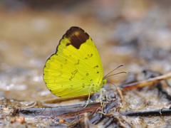 Eurema simulatrix