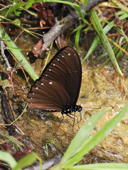 Papilio paradoxa aenigma