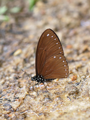 Papilio paradoxa aenigma