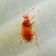 Alloeotomus gothicus