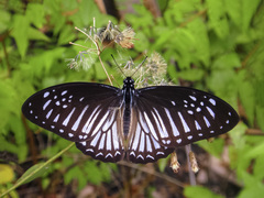 Graphium ramaceus pendleburyi