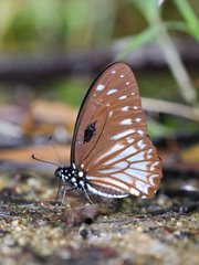Graphium ramaceus pendleburyi