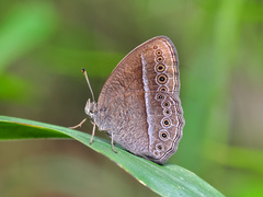 Mycalesis janardana