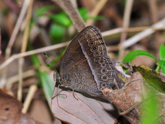 Mycalesis janardana