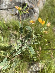 Aeschynomene rehmannii