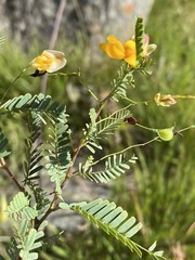 Aeschynomene rehmannii