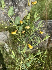 Aeschynomene rehmannii