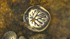 Resupinatus applicatus