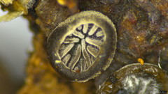 Resupinatus applicatus