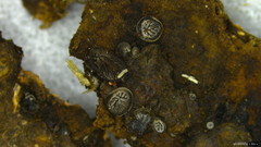 Resupinatus applicatus