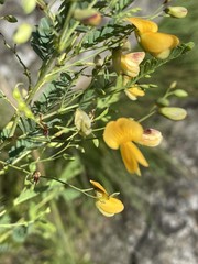 Aeschynomene rehmannii