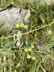 Aeschynomene rehmannii