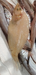 Citharus linguatula