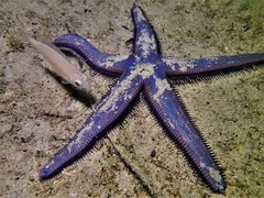 Astropecten preissi