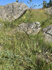 Aeschynomene rehmannii