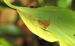 Corticea corticea