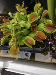 Dionaea muscipula