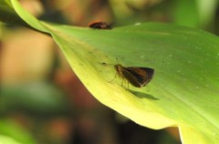 Corticea corticea