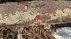 Hypoxylon