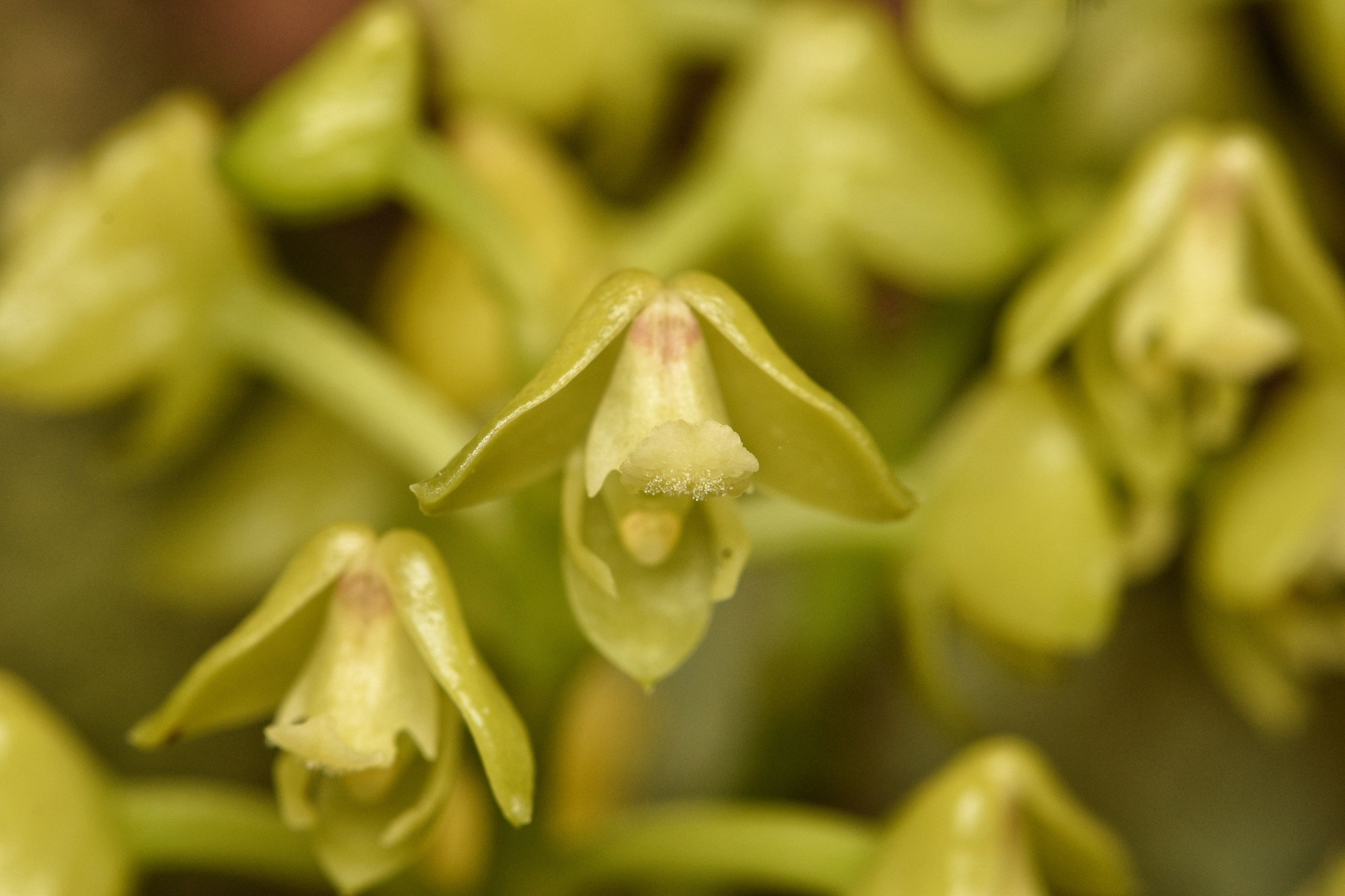 Polystachya concreta