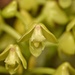 Yellow Helmet Orchid - Photo (c) Aidan Campos, some rights reserved (CC BY-NC), uploaded by Aidan Campos