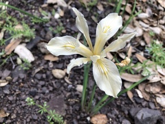 Iris fernaldii