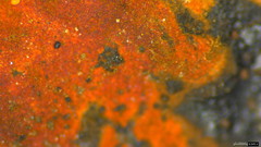 Hypoxylon