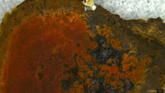 Hypoxylon