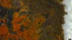 Hypoxylon