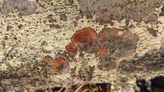 Hypoxylon