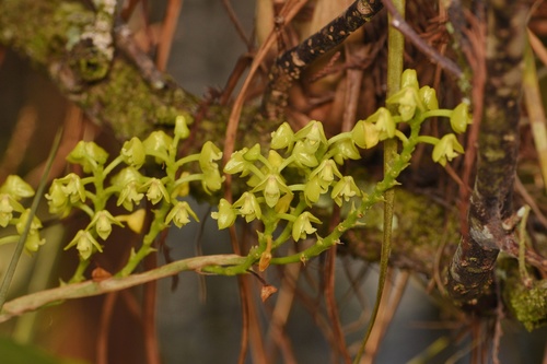 Polystachya concreta