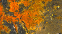 Hypoxylon