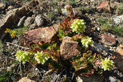 Sempervivum heuffelii