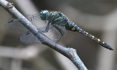 Onychothemis testacea