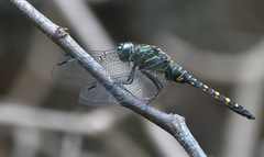 Onychothemis testacea