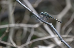 Onychothemis testacea