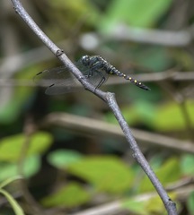Onychothemis testacea