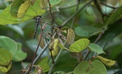 Onychothemis testacea